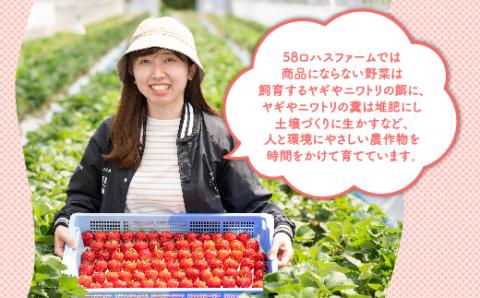 深紅のいちご 『ロイヤルクイーン』 大粒 12粒～15粒×1箱 先行予約 希少価値の高いイチゴの女王！ 深紅のスイートベリー 58ロハスファーム 2026年1月中旬～5月中旬頃に順次発送予定
