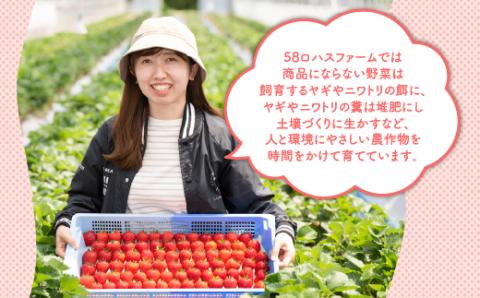 いちご 甘さ際立つ新品種 『とちあいか』 大粒 8～12粒×2パック 先行予約 58ロハスファーム【58ロハスクラブ】 2026年1月中旬～5月中旬頃に順次発送予定