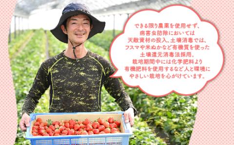 《数量限定》いちご厳選！さくら市産 とちあいか・スカイベリー食べ比べセット（290g×4パック） ｜ 先行予約 栃木県 果物 くだもの フルーツ 苺 イチゴ ※2026年1月中旬～3月下旬頃に順次発送予定