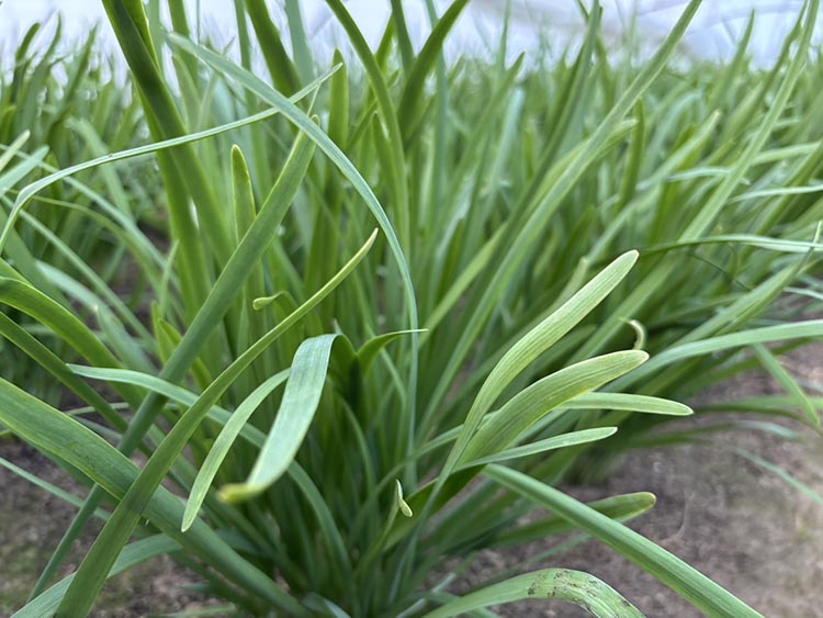栃木県産こだわりニラ100g×50束 ｜ さくら市 にら 韮 野菜 国産