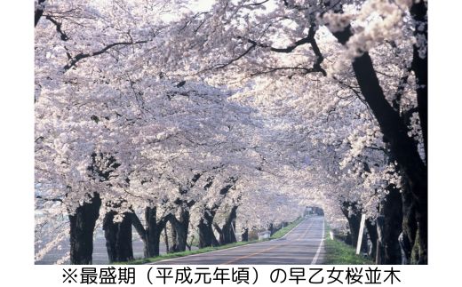 【数量限定】さくら市オリジナル「ジェットストリーム多機能ペン4&1」｜三菱鉛筆　ジェットストリーム　桜　サクラ　ソメイヨシノ　桜並木　文房具　栃木県　合格祈願　プレゼント