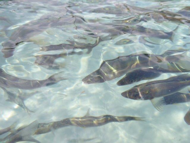 地下水育ち　鮎一夜干し　5尾入り3パック