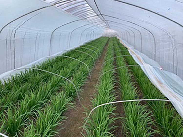 栃木県産こだわりニラ100g×30束 ｜ さくら市 にら 韮 野菜 国産