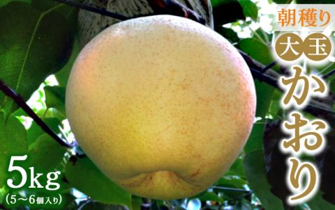 朝穫り 大玉【かおり】5kg 5個～6個入り【9月15日受付終了】 梨 なし フルーツ 果物 数量限定 ※2025年9月下旬～10月上旬頃に順次発送予定 ※離島・沖縄への配送不可