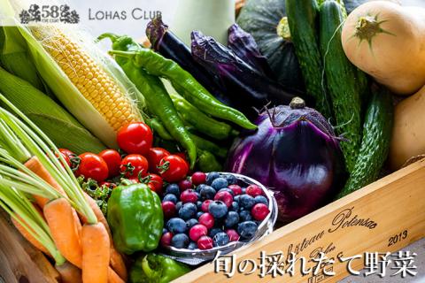 旬の採れたて野菜《珍し！新鮮イタリア野菜》｜季節 新鮮 お野菜 お試し セット 詰合せ おまかせ 直送 イタリアン ※2024年8月上旬～11月下旬頃に順次発送予定