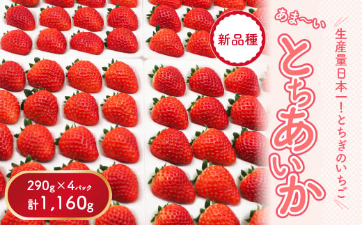 【先行予約】【数量限定】とちあいか 290g×4パック｜いちご イチゴ 苺 真空パック ※2025年11月上旬頃より順次発送予定