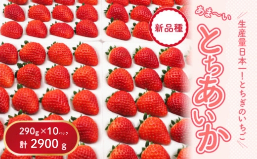 【先行予約】【数量限定】とちあいか 290g×10パック｜いちご イチゴ 苺 先行予約 栃木県 果物 くだもの フルーツ とちあいか 新鮮 贈答 ギフト 食べ比べ 真空パック ※2025年11月上旬頃より順次発送予定
