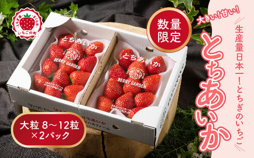 いちご 甘さ際立つ新品種 『とちあいか』 大粒 8～12粒×2パック 先行予約 58ロハスファーム【58ロハスクラブ】 2026年1月中旬～5月中旬頃に順次発送予定