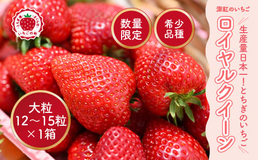 深紅のいちご 『ロイヤルクイーン』 大粒 12粒～15粒×1箱 先行予約 希少価値の高いイチゴの女王！ 深紅のスイートベリー 58ロハスファーム 2026年1月中旬～5月中旬頃に順次発送予定