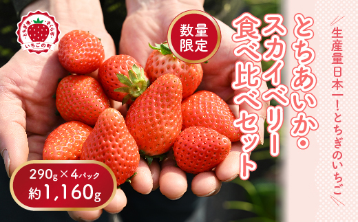 《数量限定》いちご厳選！さくら市産 とちあいか・スカイベリー食べ比べセット（290g×4パック） ｜ 先行予約 栃木県 果物 くだもの フルーツ 苺 イチゴ ※2026年1月中旬～3月下旬頃に順次発送予定