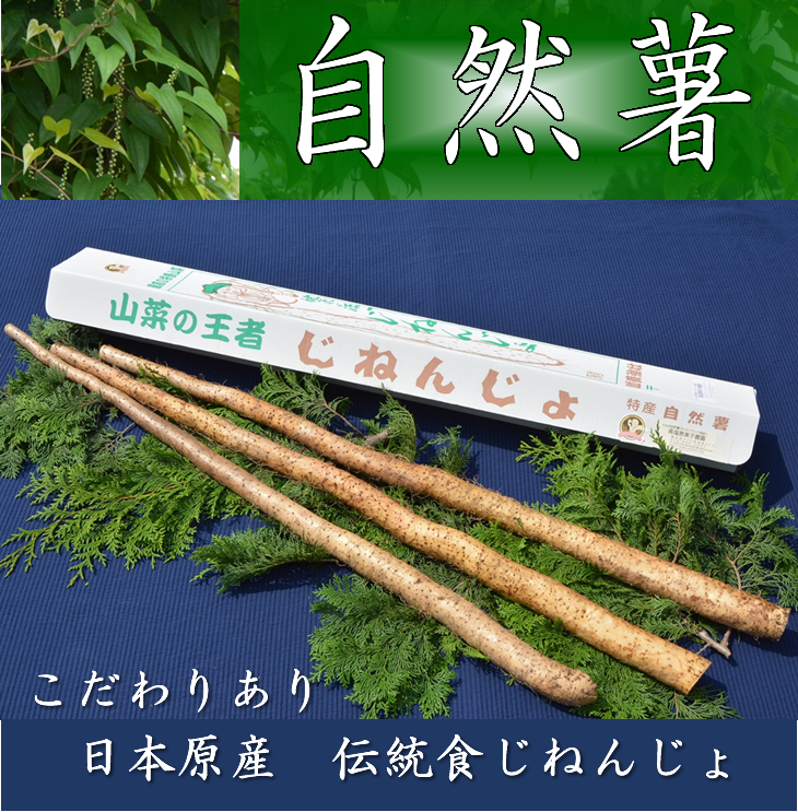 さくらブランド認証品　えみの自然薯　2～3本（1.5kg以上）山芋 とろろ 国産 健康 ※2025年11月下旬頃より順次発送予定
