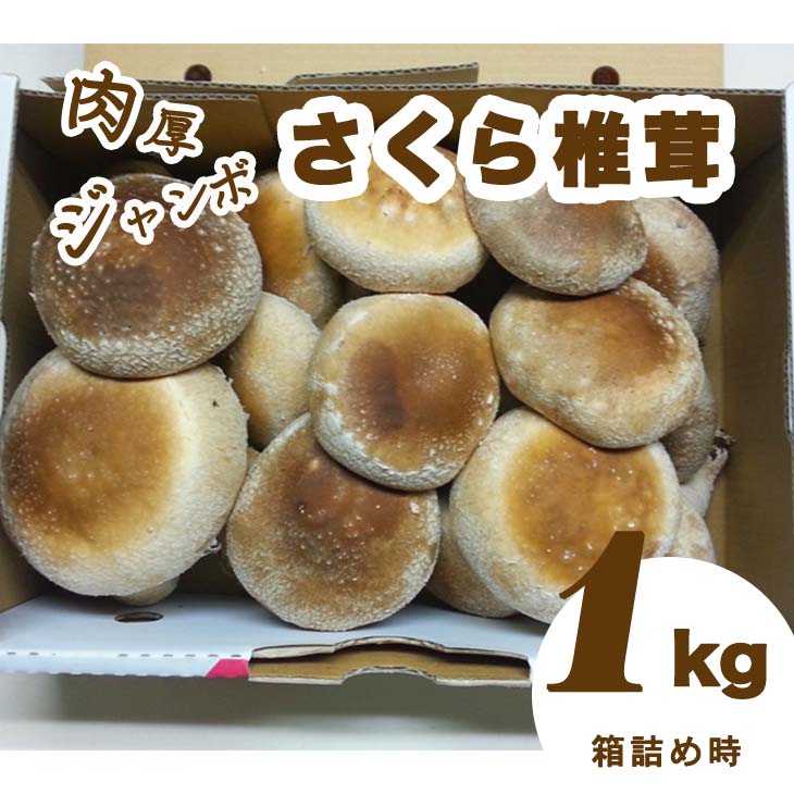 肉厚ジャンボな”さくら椎茸”１ｋｇ箱詰め しいたけ シイタケ きのこ キノコ 栃木県 送料無料