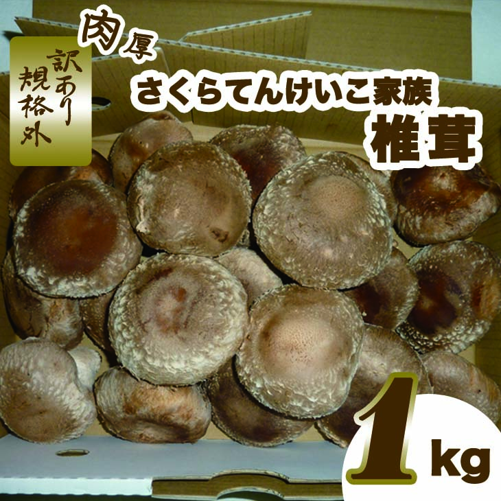 肉厚しいたけ“さくらてんけいこ家族(規格外)"1kg シイタケ きのこ キノコ 野菜 送料無料