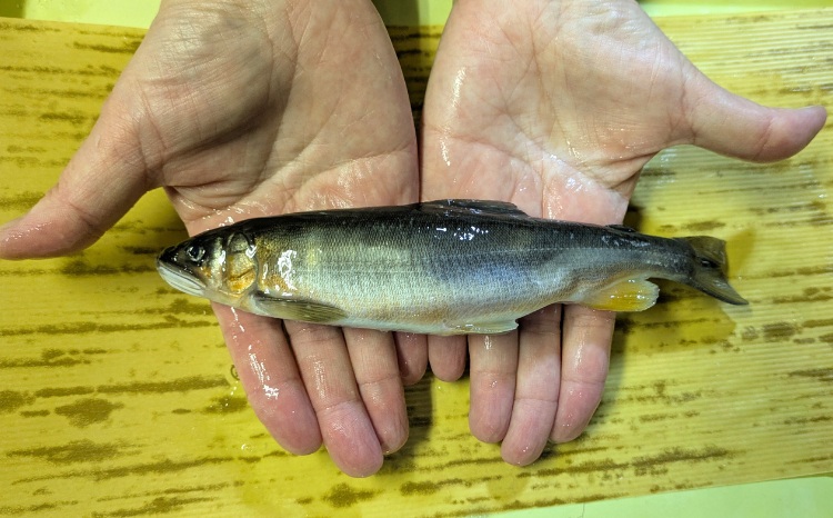 28-1 最高級 那珂川の天然あゆ1kg（子持ち・白子持ち）