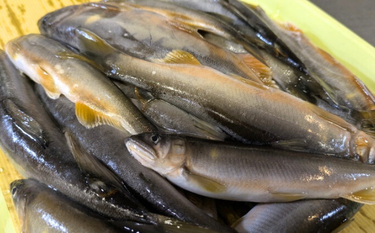 28-1 最高級 那珂川の天然あゆ1kg（子持ち・白子持ち）