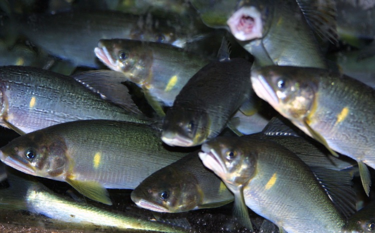 28-1 最高級 那珂川の天然あゆ1kg（子持ち・白子持ち）