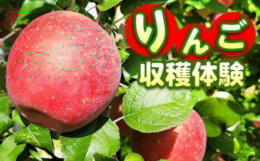 10-36 りんご収穫体験 ｜ りんご リンゴ りんご狩り 体験 収穫体験 チケット フルーツ 果物 くだもの　※2025年8月下旬～11月下旬頃に順次発送予定