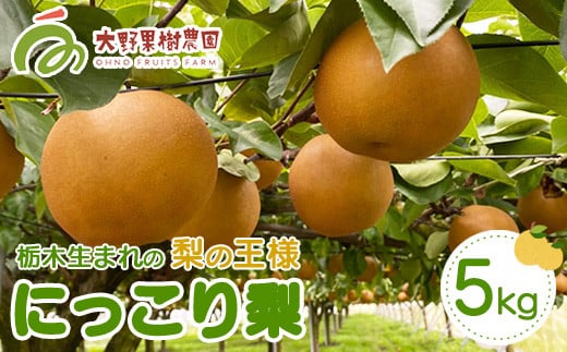 15-7 栃木県那須烏山市産大野果樹農園のにっこり梨  ｜ 先行予約 なし 梨 にっこり 果物 くだもの フルーツ ナシ 栃木県 ※2025年10月上旬～10月下旬頃に順次発送予定 ※北海道・沖縄・離島への配送不可