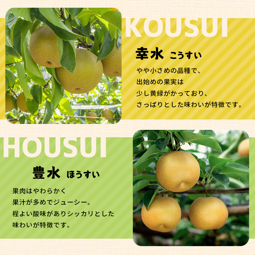 【×在庫なし】【栃木県共通返礼品｜2024年先行予約】 豊水 5㎏　10～16玉 | 梨 フルーツ 果物 栃木県 特産品