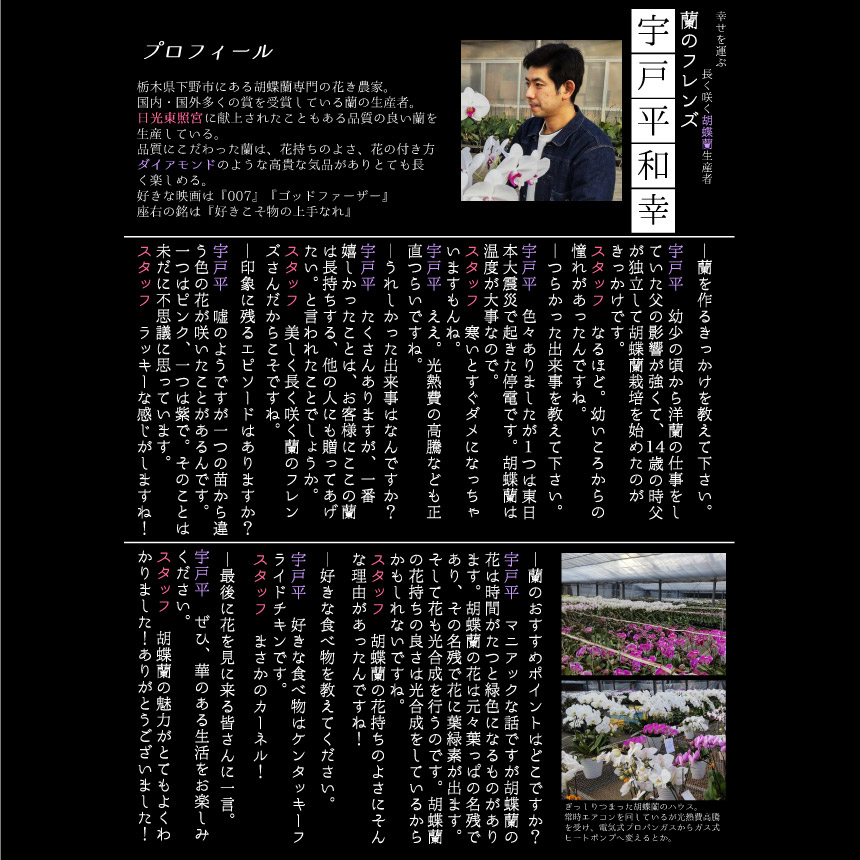 【ふるさと納税】胡蝶蘭 大輪 ミディタイプ 白3本立 8号鉢 | 胡蝶蘭 開店祝い ピンク 白い 開業 お祝い インテリア 栃木県 下野市 送料無料