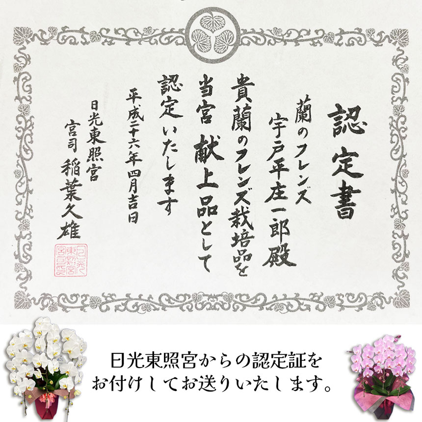 【ふるさと納税】胡蝶蘭ミディタイプ　ピンク3本立 6号鉢 | 胡蝶蘭 開店祝い ピンク 白い 開業 お祝い インテリア 栃木県 下野市 送料無料