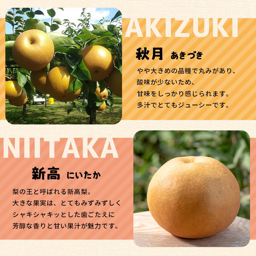 【×在庫なし】【栃木県共通返礼品｜2024年先行予約】 新高 5㎏　12～18玉 | 梨 フルーツ 果物 栃木県 特産品