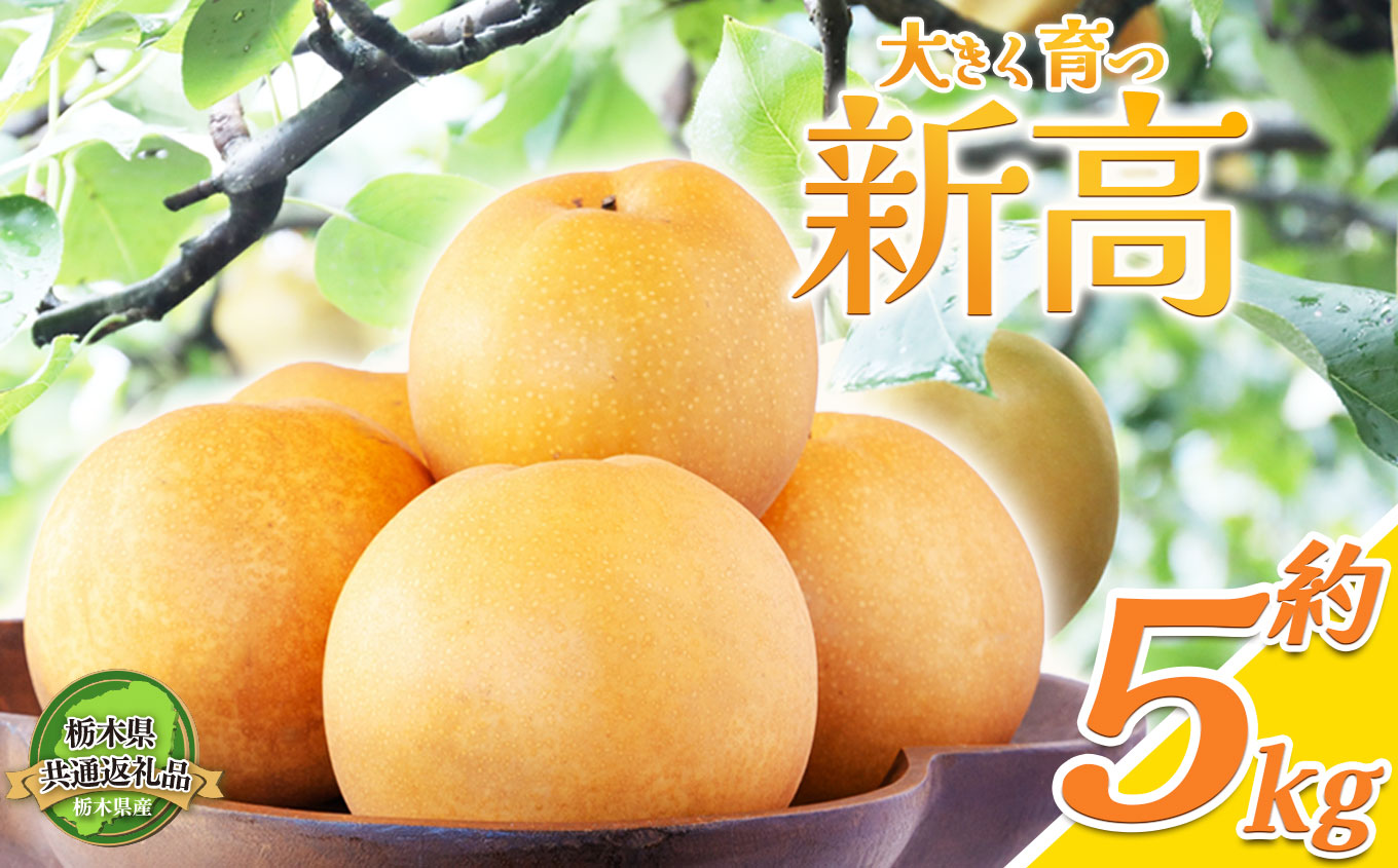 【×在庫なし】【栃木県共通返礼品｜2024年先行予約】 新高 5㎏　12～18玉 | 梨 フルーツ 果物 栃木県 特産品