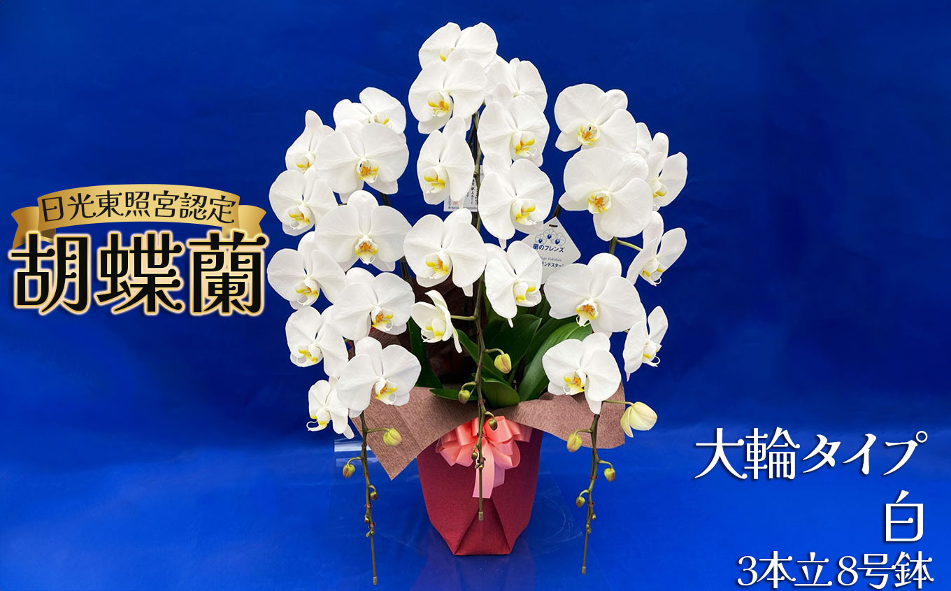 【ふるさと納税】胡蝶蘭 大輪 ミディタイプ 白3本立 8号鉢 | 胡蝶蘭 開店祝い ピンク 白い 開業 お祝い インテリア 栃木県 下野市 送料無料