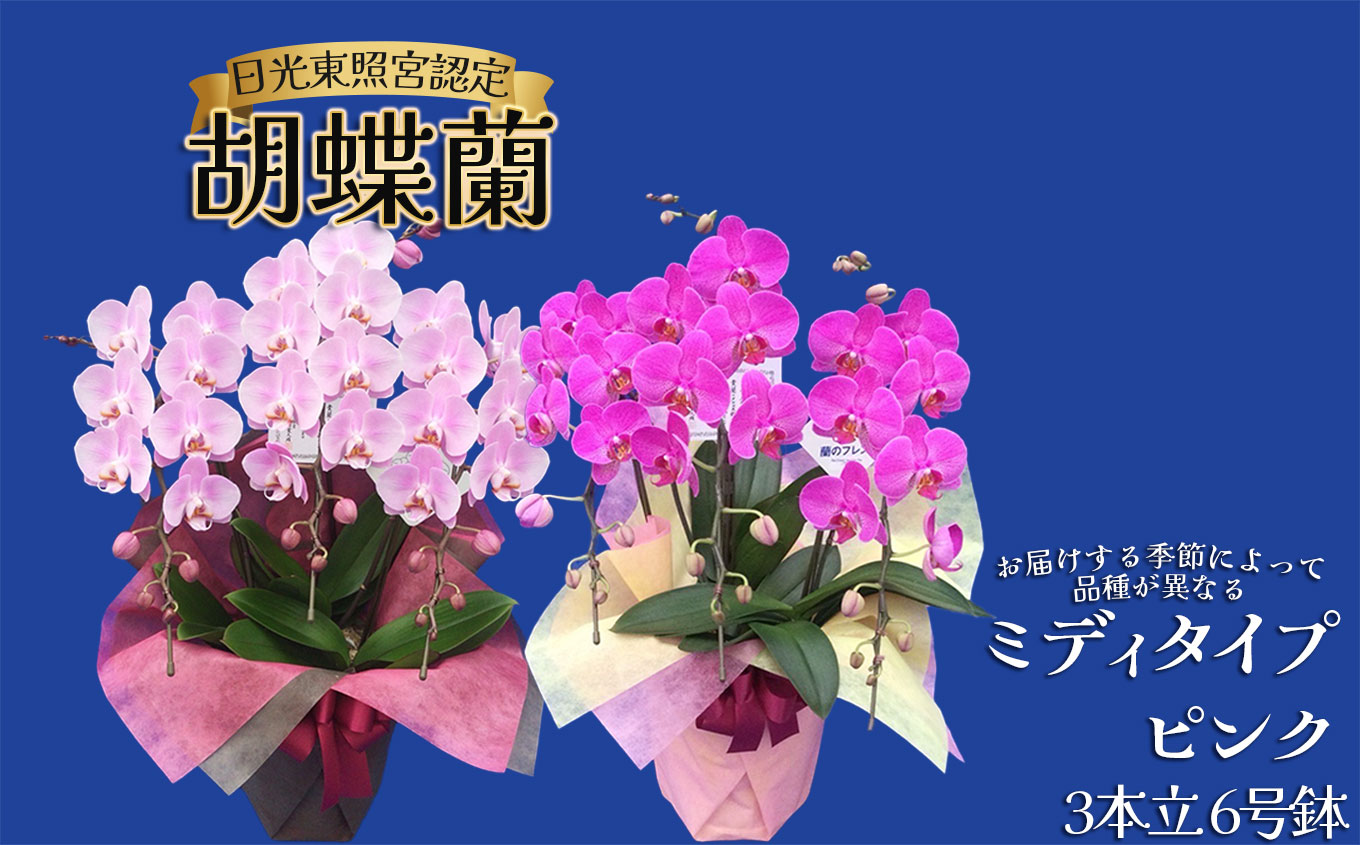 【ふるさと納税】胡蝶蘭ミディタイプ　ピンク3本立 6号鉢 | 胡蝶蘭 開店祝い ピンク 白い 開業 お祝い インテリア 栃木県 下野市 送料無料