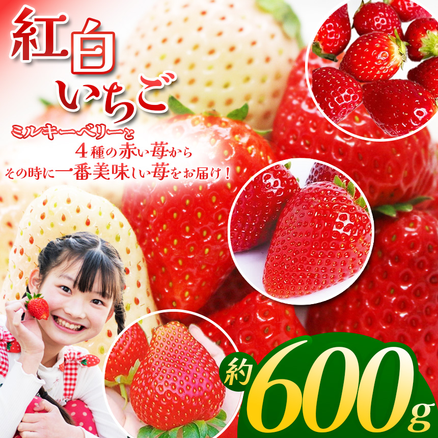 【ふるさと納税】【先行予約】紅白いちご300g×2