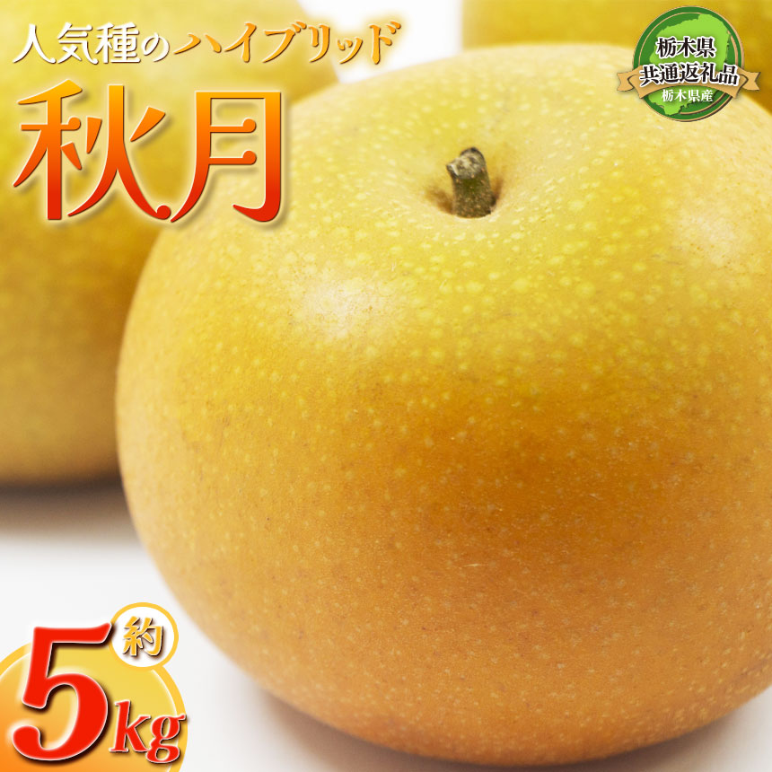 [栃木県共通返礼品|2024年先行予約] 秋月 5kg 10〜16玉 | 梨 フルーツ 果物 栃木県 特産品