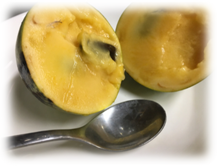 【先行予約】ふるさと納税はじめまして！ポポー！1kg入（3個から4個入） ※北海道・沖縄・離島への配送不可 ※2026年8月下旬～9月下旬頃に順次発送予定