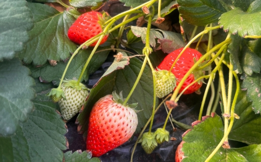 朝摘み『とちあいか』 栃木のイチゴ　大粒　280g以上×4P ｜ いちご イチゴ 苺 栃木県 果物 フルーツ 甘い 酸味 さっぱり 完熟　※離島への配送不可　※2026年1月上旬～4月中旬頃に順次発送予定