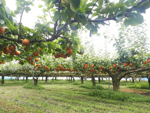 【産地直送】にっこり梨　1.5kg（2玉）　※離島への配送不可　※2025年10月上旬～10月下旬頃より順次発送予定