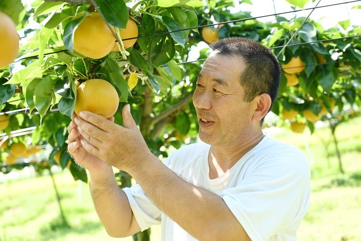 栃木県産梨「あきづき」 梨 なし 5kg ※北海道・沖縄・離島への配送不可 ※2025年9月下旬頃より順次発送予定