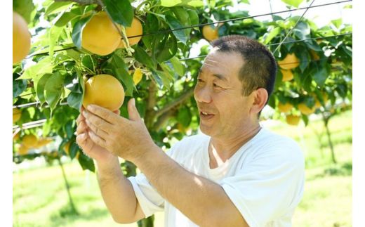 栃木県産梨「にっこり」 梨 なし 5kg ※北海道・沖縄・離島への配送不可 ※2024年10月中旬から順次発送予定