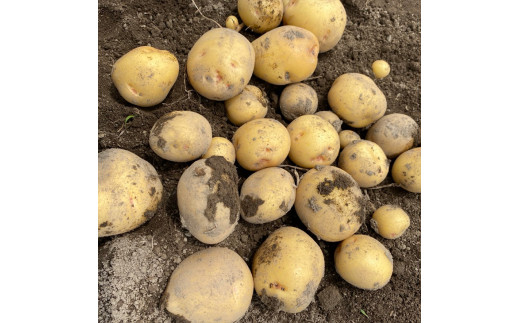 みんな大好きトウモロコシと旬は今！の野菜たち【栃木県産おまかせ新鮮野菜セット・いろいろ詰め合わせ】｜ にんじん オクラ きゅうり じゃがいも トマト 玉ねぎ 大根 枝豆…　※2022年6月～8月頃に順次発送予定