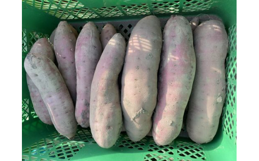 ☆2キロ☆ お試し・少量♡ さつまいも大好き人間のネットリ系 さつまいも・紅はるか ！～「上三川町」って読めますか？～ ※2022年11月～12月頃に順次発送予定