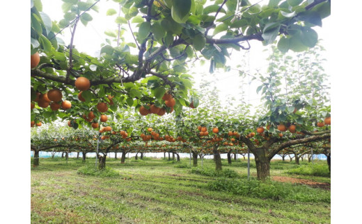 【産地直送】にっこり梨（5玉～7玉） ◇ ※離島への配送不可　※2025年10月上旬～10月下旬頃より順次発送予定