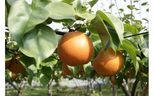 【産地直送】JAうつのみや にっこり 梨　※2022年10月上旬頃～順次発送予定