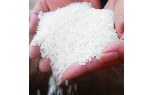 [令和6年度産]栃木県上三川町産コシヒカリ・白米 (10kg×2袋) ◆ | 国産 栃木県産 コシヒカリ 米 お米 単一原料米 精米 白米 栃木米 とちぎ米 産地直送 送料無料