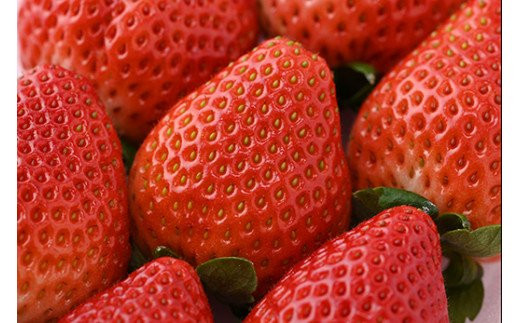 ＜先行予約＞ 鬼怒川の恵みをたっぷり受けた 栃木県上三川（かみのかわ）町産 とちあいか【4パック】 いちご イチゴ 苺 とちあいか ※2025年1月中旬～3月下旬頃に順次発送予定 ※離島への配送不可