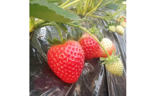 ＜先行予約＞【とちあいか ミルキーベリー】鬼怒川の恵みをたっぷり受けた　栃木県上三川（かみのかわ）町産　紅白イチゴセット【紅白各2パック】いちご イチゴ 苺 白いちご 紅白いちご ※2024年1月中旬～3月中旬頃に順次発送予定 ※離島への配送不可