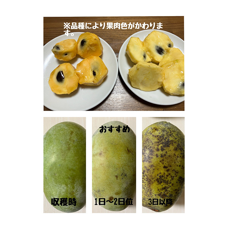 【先行予約】ふるさと納税はじめまして！ポポー！1kg入（3個から4個入） ※北海道・沖縄・離島への配送不可 ※2026年8月下旬～9月下旬頃に順次発送予定