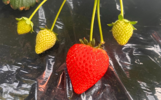 朝摘み『とちあいか』 栃木のイチゴ　大粒　280g以上×4P ｜ いちご イチゴ 苺 栃木県 果物 フルーツ 甘い 酸味 さっぱり 完熟　※離島への配送不可　※2026年1月上旬～4月中旬頃に順次発送予定