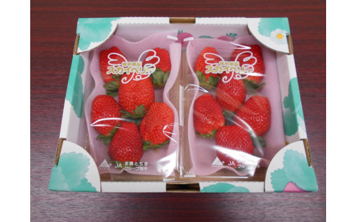 田口いちごファームの スカイベリー・とちあいかの食べ比べセット ｜ いちご 苺 イチゴ 栃木県産 ※2026年1月中旬～2月下旬頃に順次発送予定 ※北海道、沖縄、四国、九州、離島への配送不可