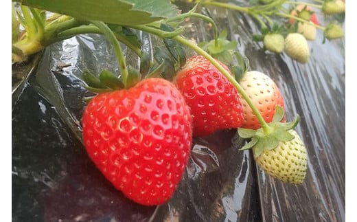 ＜先行予約＞ 鬼怒川の恵みをたっぷり受けた 栃木県上三川（かみのかわ）町産 とちあいか【4パック】 いちご イチゴ 苺 とちあいか ※2025年1月中旬～3月下旬頃に順次発送予定 ※離島への配送不可