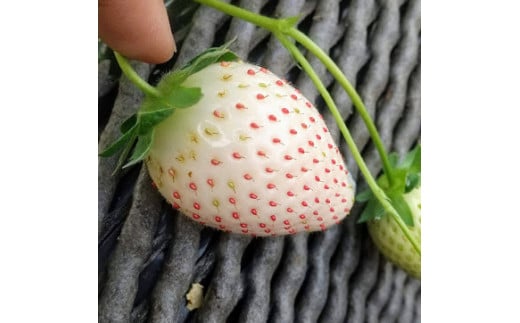 ＜先行予約＞【とちあいか ミルキーベリー】鬼怒川の恵みをたっぷり受けた　栃木県上三川（かみのかわ）町産　紅白イチゴセット【紅白各2パック】いちご イチゴ 苺 白いちご 紅白いちご ※2024年1月中旬～3月中旬頃に順次発送予定 ※離島への配送不可