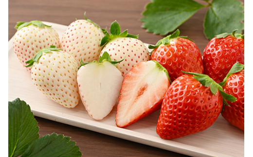 【定期便】栃木のいちご3ヶ月お届け（スカイベリー・とちあいか・ミルキーベリー）2パック×3回 ※2024年1月～3月頃に順次発送 ※離島への配送不可 ※着日指定不可