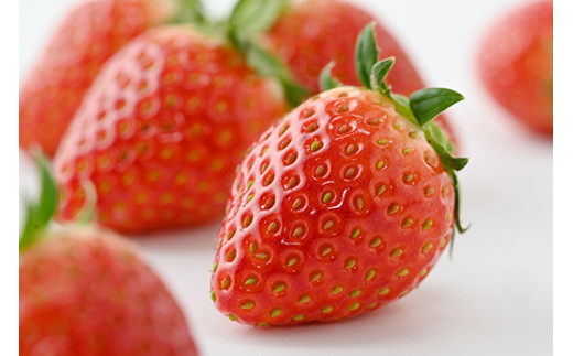 とちおとめ いちご イチゴ 苺 大賞受賞 4パック